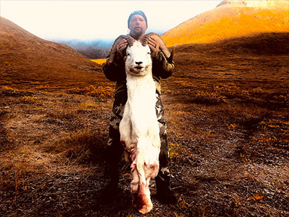 Shots From Jeffery's Dall Sheep Hunt